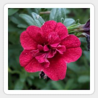 Small Pink Flower Photographic Image Sticker